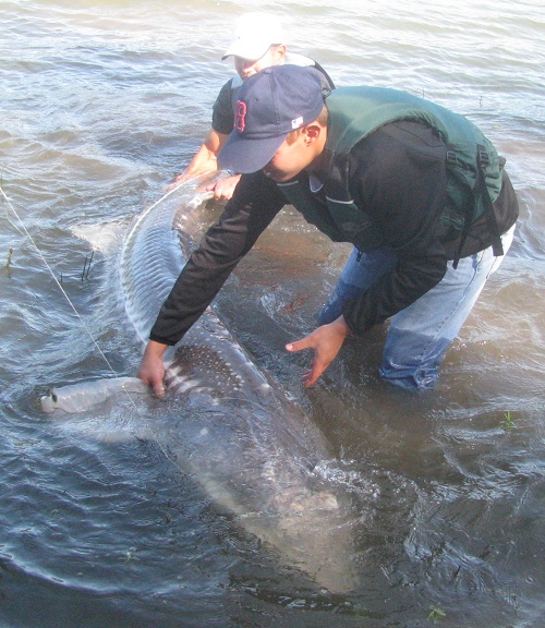 Columbia-River-Oversize-Sturgeon-Fishing